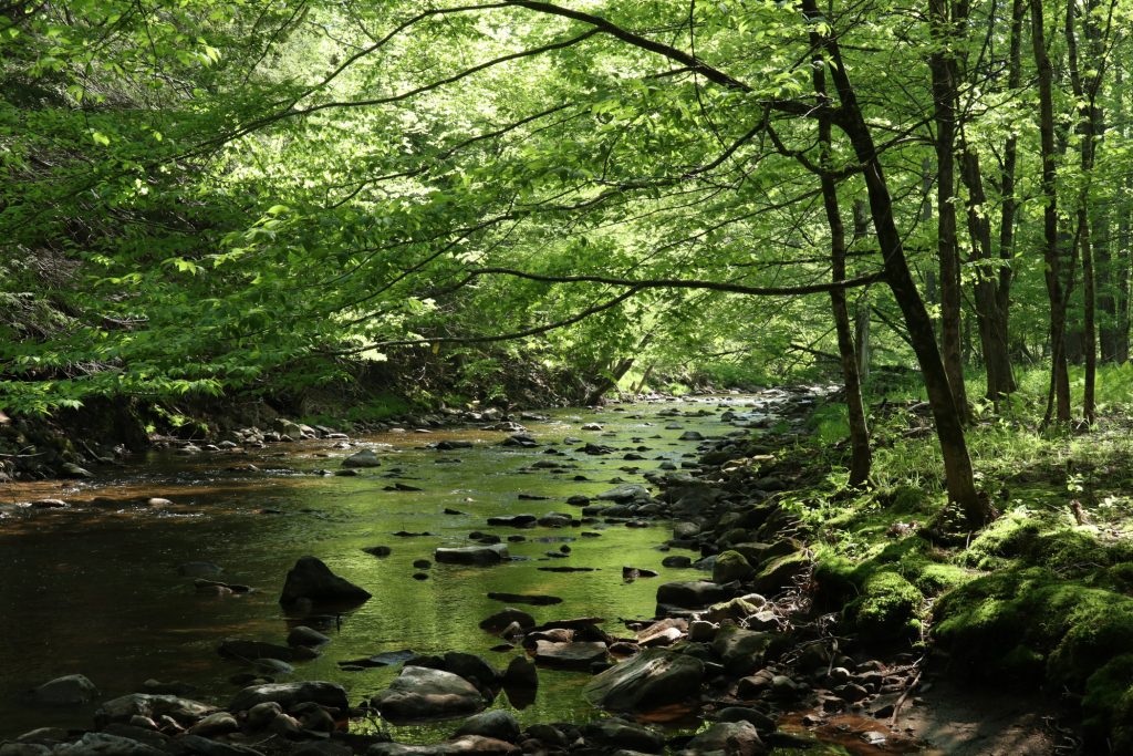 a small creek with rocks flows under green trees